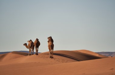 Marokas, Marakešas, RIAD MILOUDA